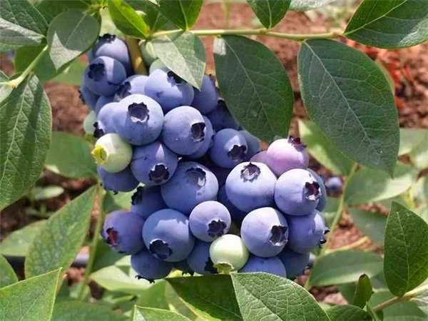布里吉塔蓝莓苗