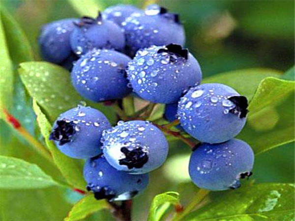 蓝丰蓝莓苗