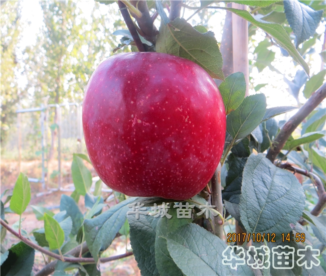 红蜜脆苹果树苗介绍