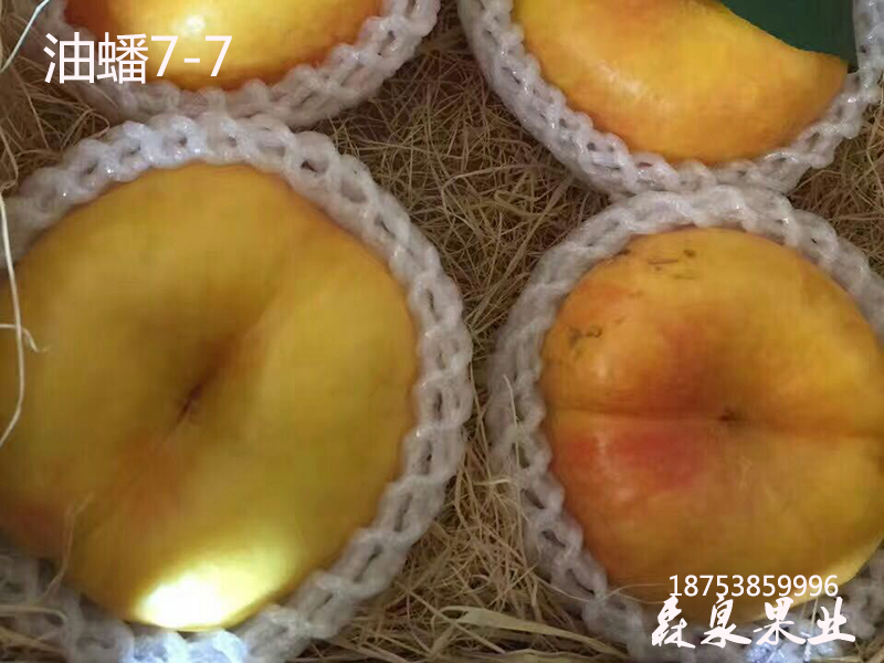 最新油蟠桃树苗品种7-7