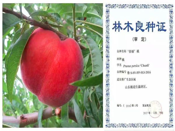春丽桃树苗
