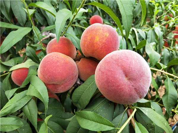 夏之梦桃树苗