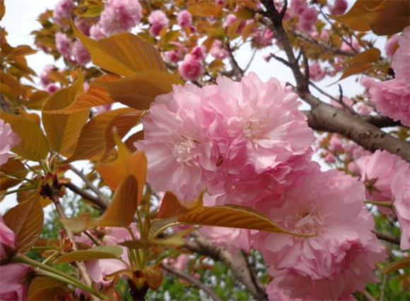 樱花树苗