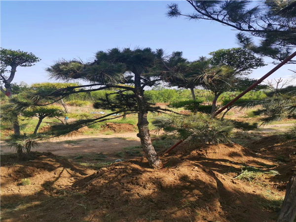 泰山景松树苗