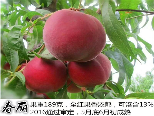 桃树苗基地