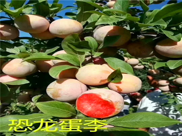 恐龙蛋李子苗基地批发