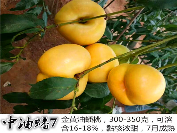 桃树苗新品种中油蟠7桃树苗