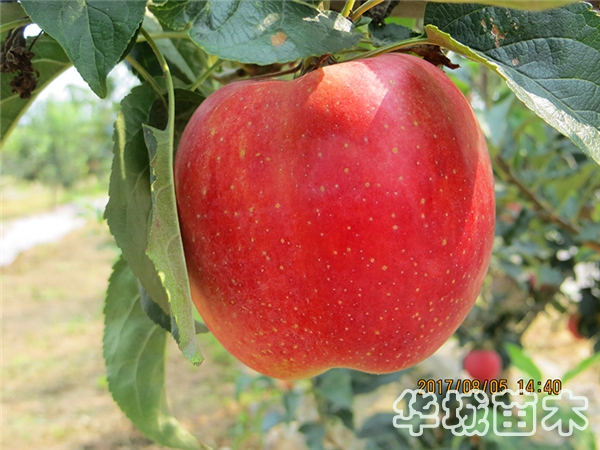 苹果苗