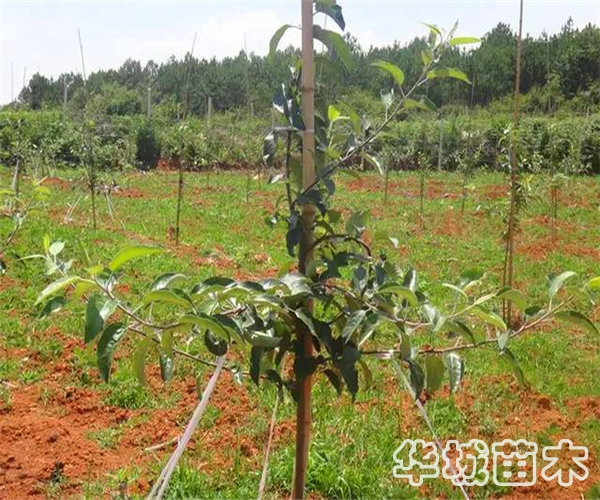 新栽苹果树苗如何提高成活率