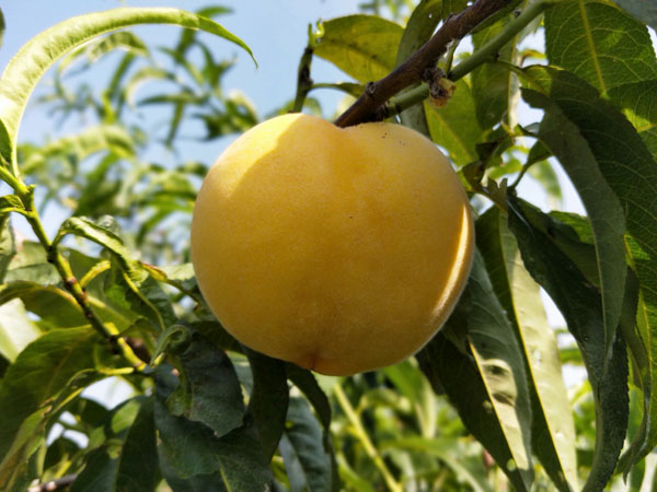 早熟黄桃树苗 锦香黄桃介绍