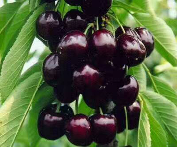 黑珍珠樱桃苗品种介绍
