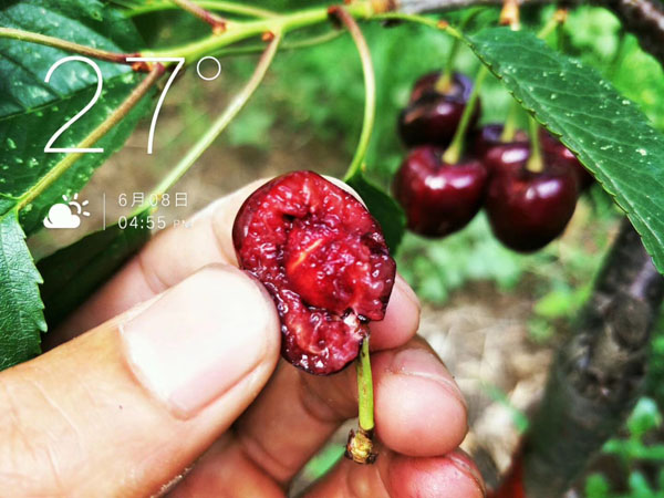 俄罗斯8号樱桃苗