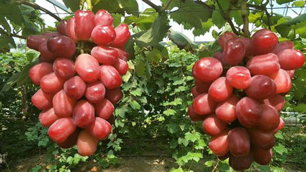 浪漫红颜葡萄苗