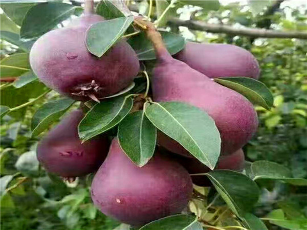 早红考蜜斯梨树苗