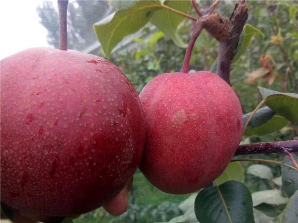 奥红一号红梨苗