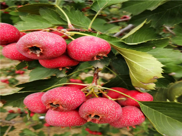 大金星山楂树苗