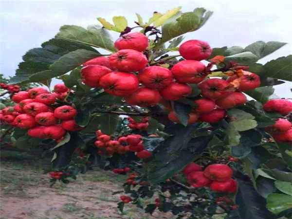 大五棱山楂树苗