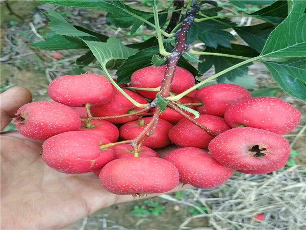 歪把红山楂树苗