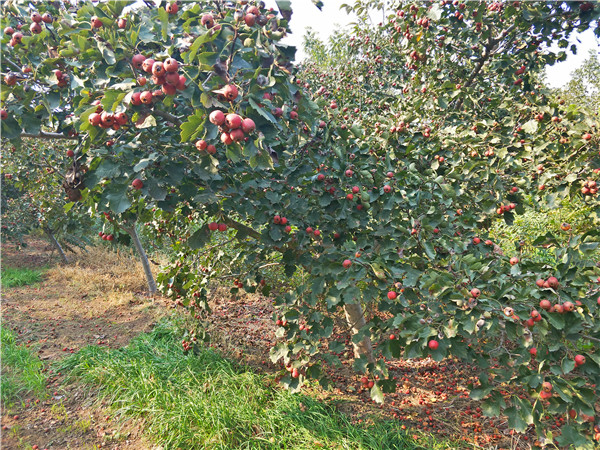 大果山楂树苗