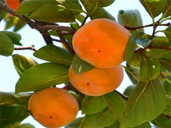 富有甜柿子树苗