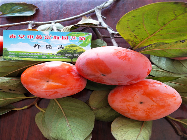 次郎甜柿子树苗