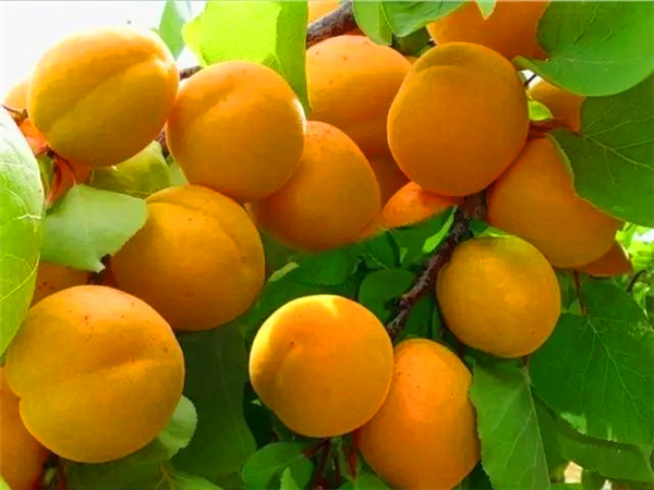 黄金杏树苗