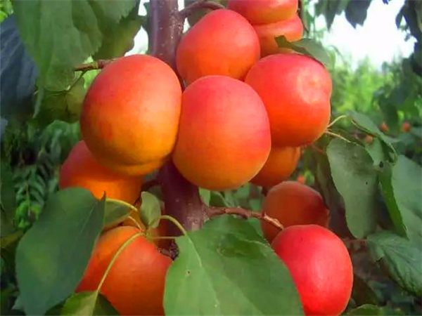 红丰杏树苗