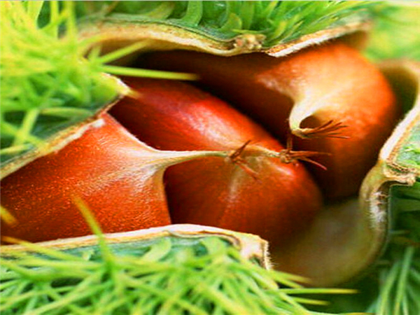 泰山薄壳板栗苗