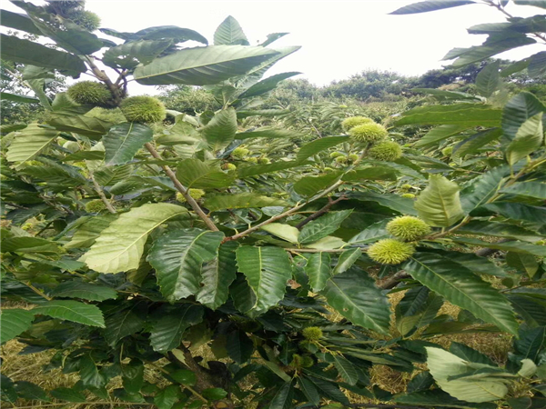 红栗一号板栗苗