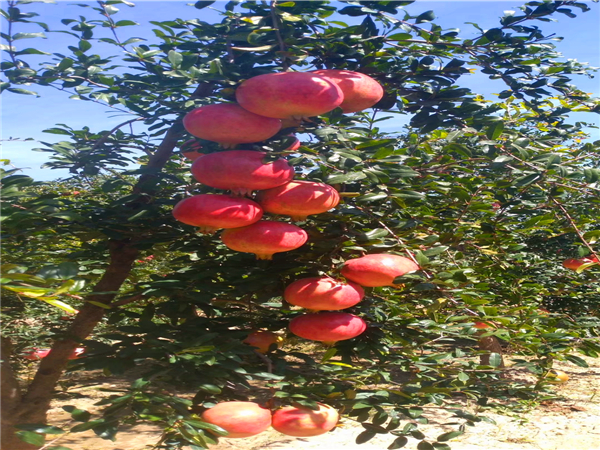 突尼斯软籽石榴苗