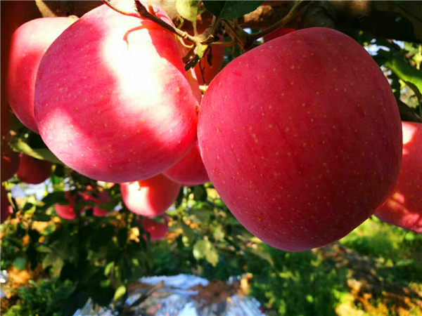 烟富8 号苹果苗