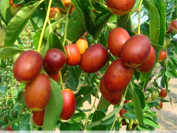 金丝枣四号枣树苗