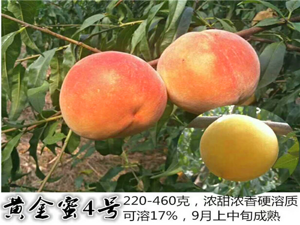 黄金蜜4号桃树苗