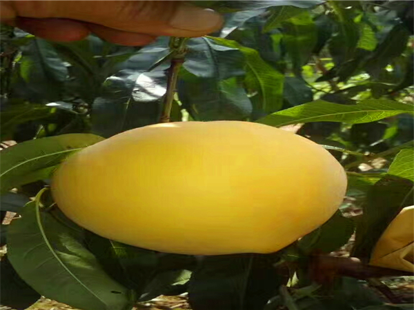 黄金蜜一号桃树苗