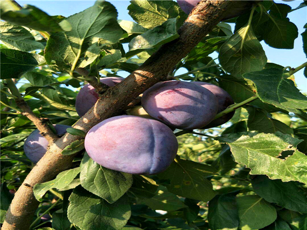 美国杏李味帝李子苗