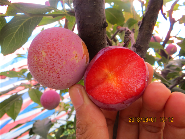 美国杏李味王李子苗