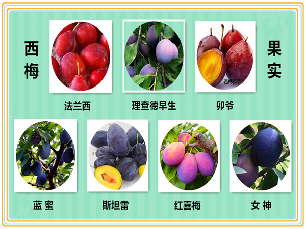 西门女神李子苗