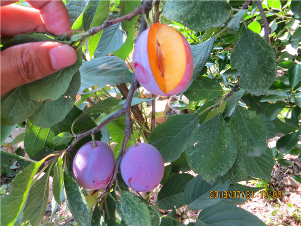 西门法兰西李子苗