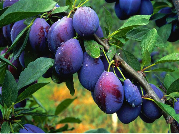 西门蓝蜜李子苗