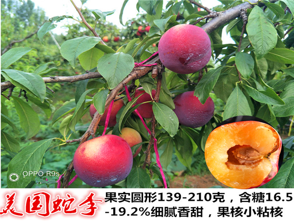 美国蛇李李子苗