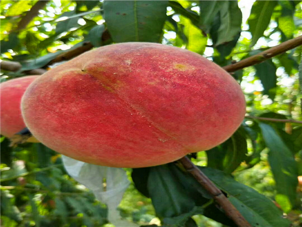 中华寿桃桃树苗