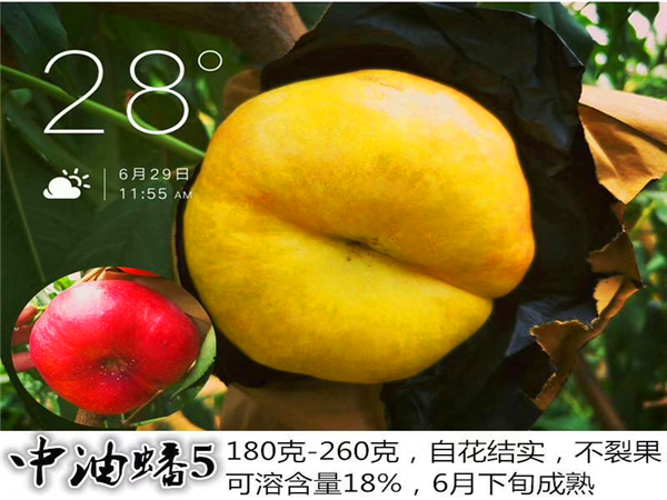 新品种桃树苗油蟠5桃树苗