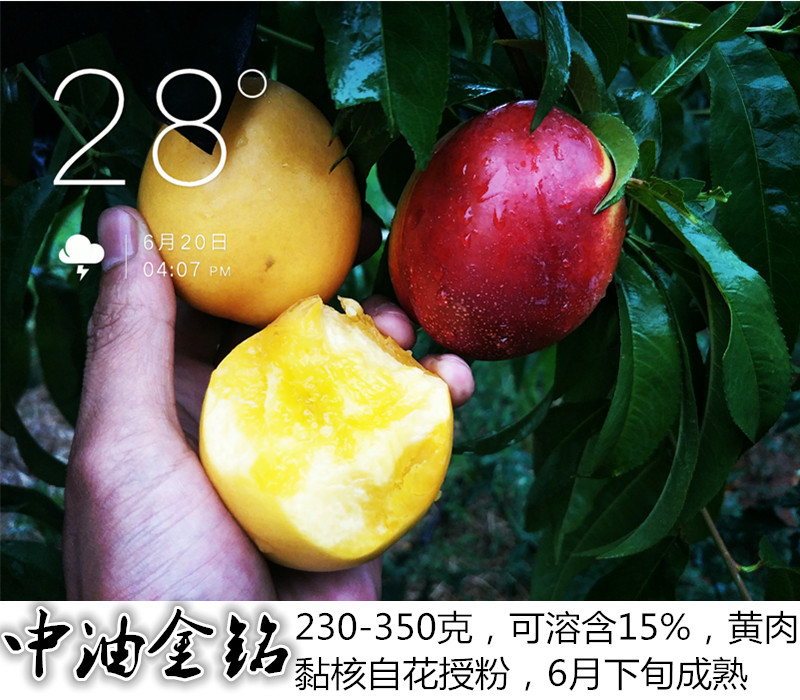 中油金铭油桃