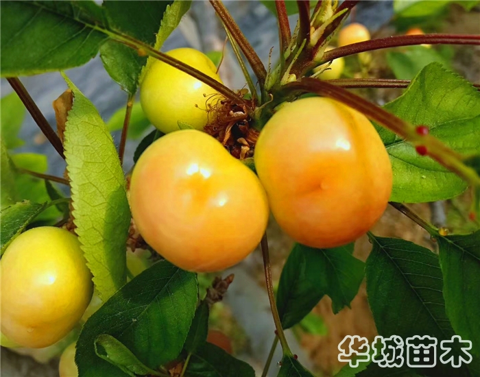 黄蜜樱桃苗 樱桃树苗批发价格