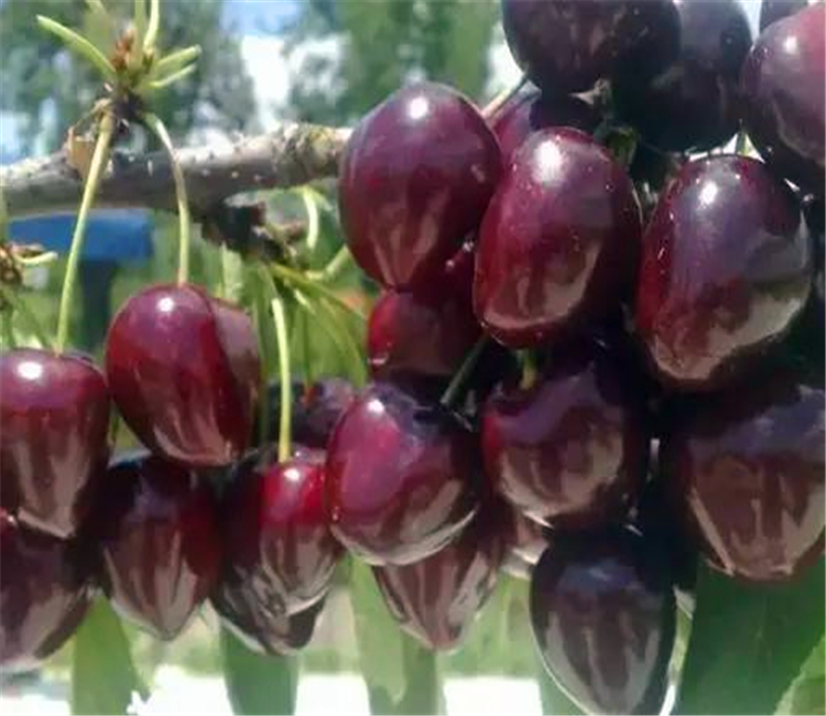 萨米托樱桃苗 樱桃苗价格