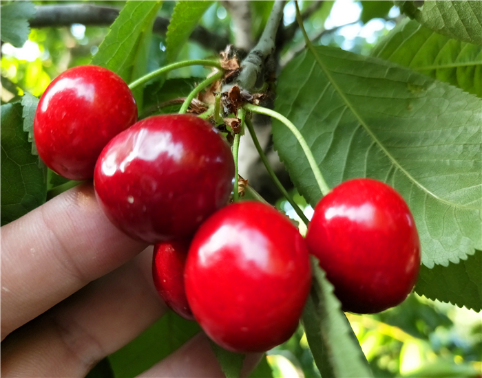 齐早樱桃品种介绍 樱桃苗价格