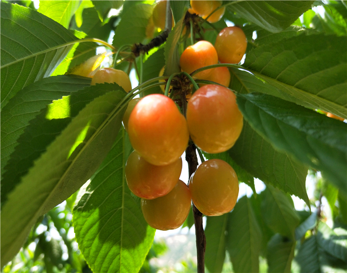 甜樱桃绣珠樱桃苗介绍