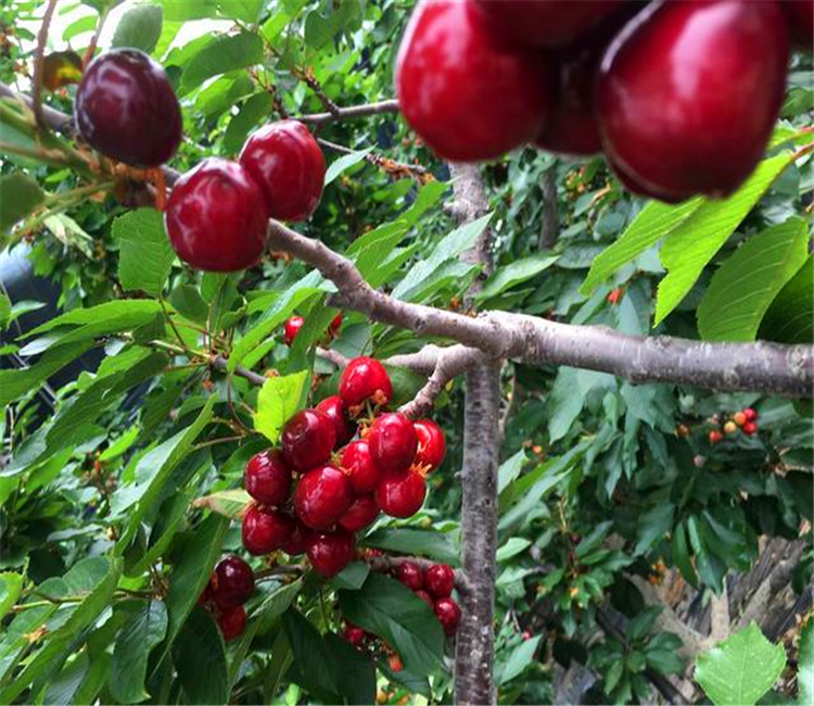 拉宾斯樱桃苗介绍  樱桃树苗批发价格