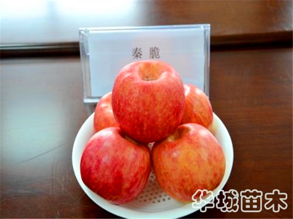 秦脆苹果树苗介绍