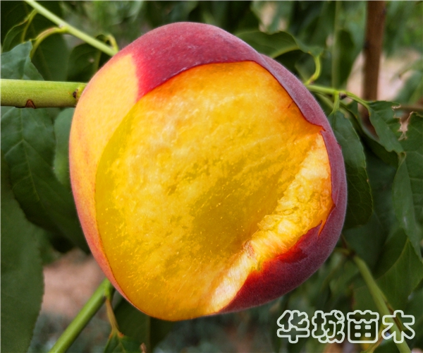 最早熟锦春黄桃介绍